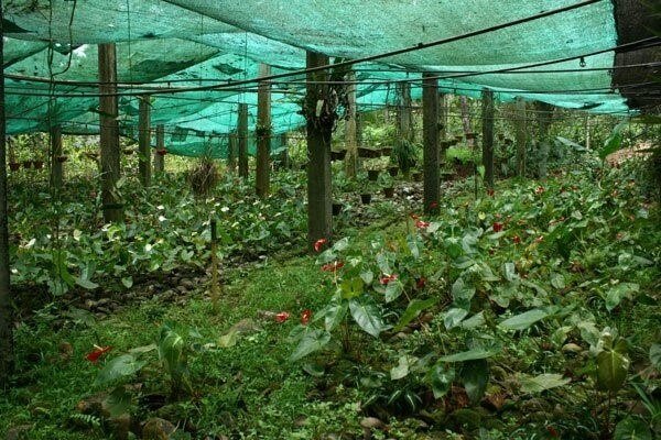 Spice Plantations, Goa